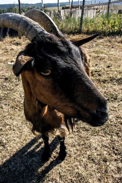Mici