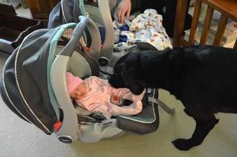 Newborn_twins-and-dog2