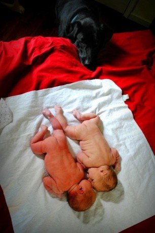 Newborn_twins-and-dog3