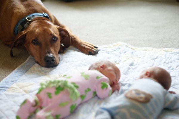 Newborn_twins-and-dog5