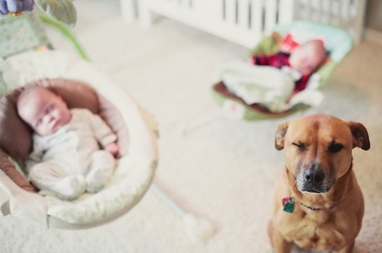 Newborn_twins-and-dog6