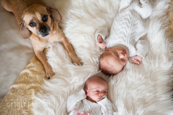 Newborn_twins-and-dog9